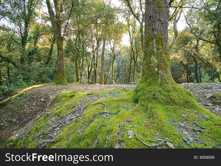 Forest landscape with trees covered with moss. Forest landscape with trees covered with moss.