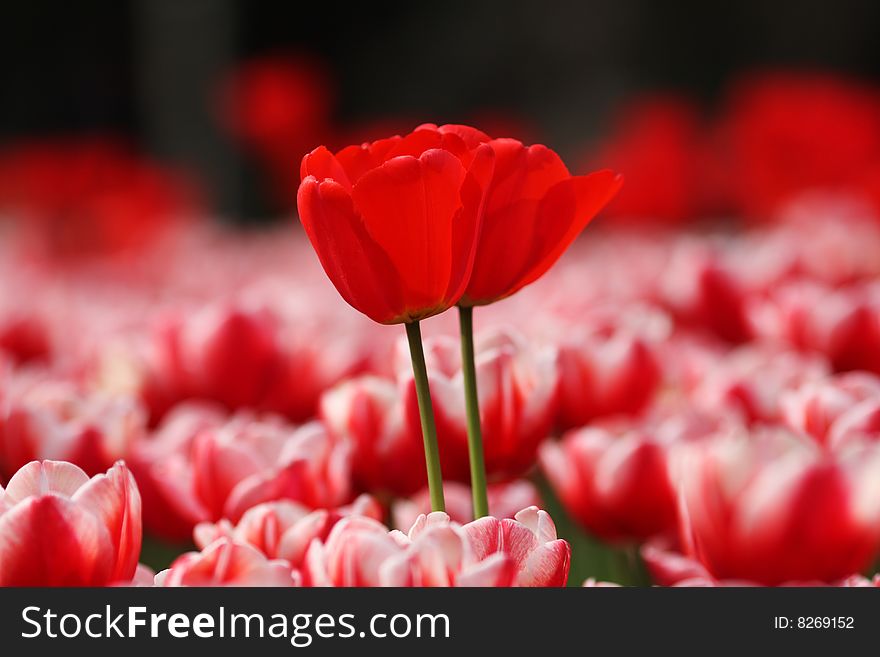 Beautiful red tulip  bloom  in spring