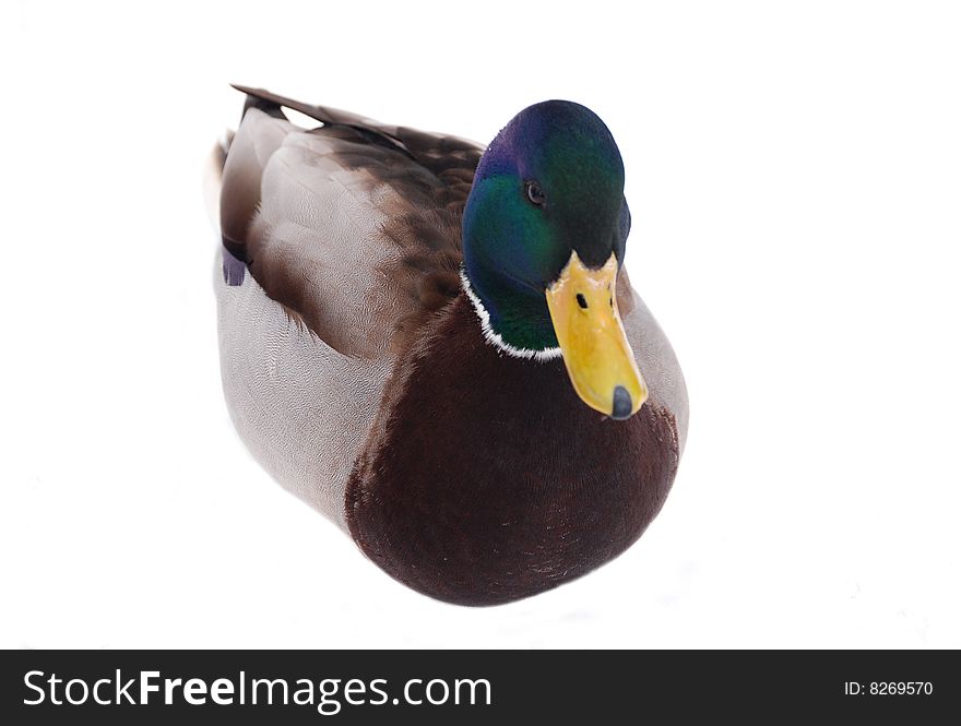 Colorful duck on isolated white background. Colorful duck on isolated white background.