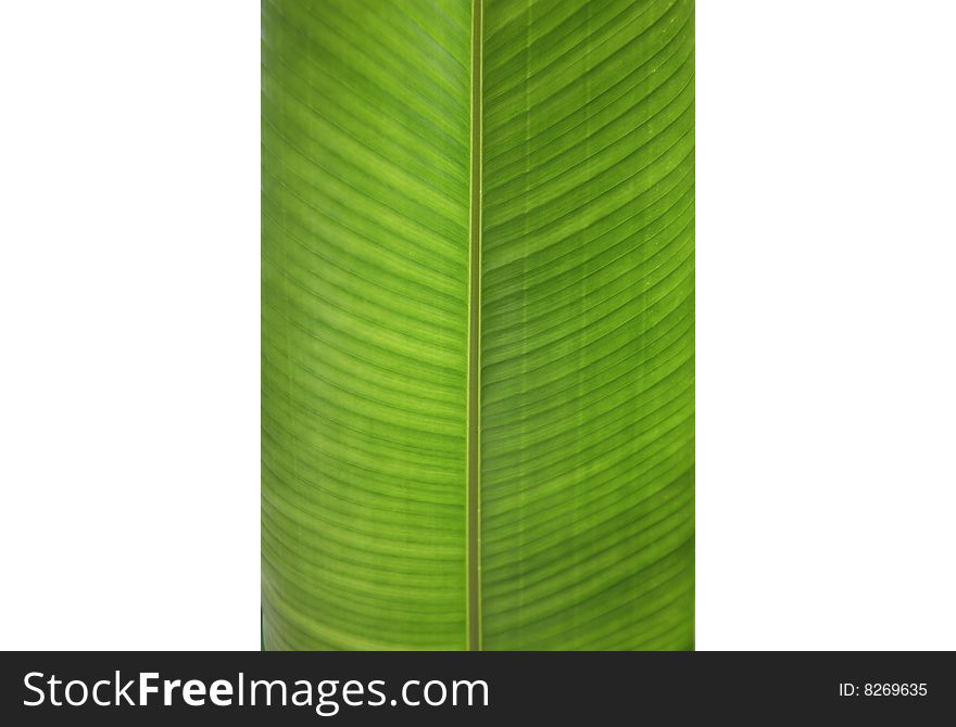 Green leaf texture