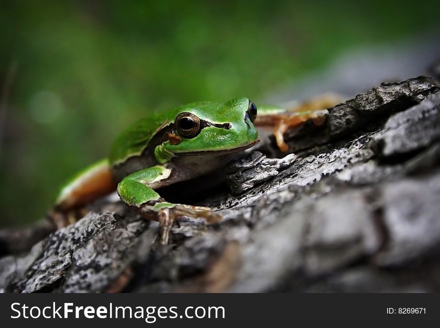 A little frog on a  tree. A little frog on a  tree.