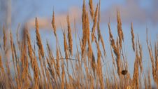 Brown Grass On Blue Sky Background In Winter. Stock Photo Brown Grass On Blue Sky Background In Winter. Stock Photo