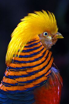 Golden Pheasant Stock Images Golden Pheasant Stock Images