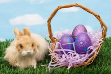 Easter Eggs Stock Image Easter Eggs Stock Image