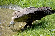 Eurasian Black Vulture 3 Royalty Free Stock Photography Eurasian Black Vulture 3 Royalty Free Stock Photography