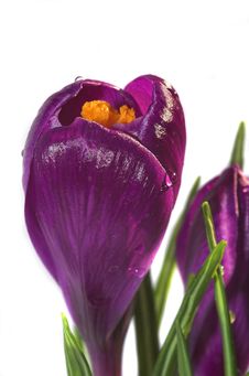 Crocus Stock Photography