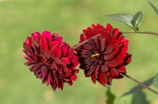 Red Dahlia Stock Photos Red Dahlia Stock Photos