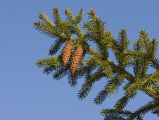 Fir Branch With Two Cones Stock Photo Fir Branch With Two Cones Stock Photo