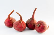 Four Figs In A Row Royalty Free Stock Images Four Figs In A Row Royalty Free Stock Images