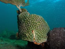 Green Star Coral Royalty Free Stock Image Green Star Coral Royalty Free Stock Image