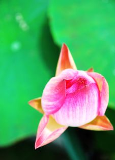 Pink Water Lily  Bud Stock Photo