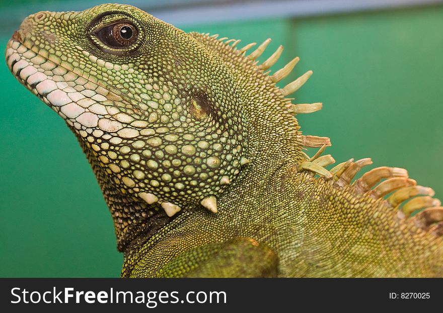 Reptile \Water dragon\ peers into lens. Reptile \Water dragon\ peers into lens