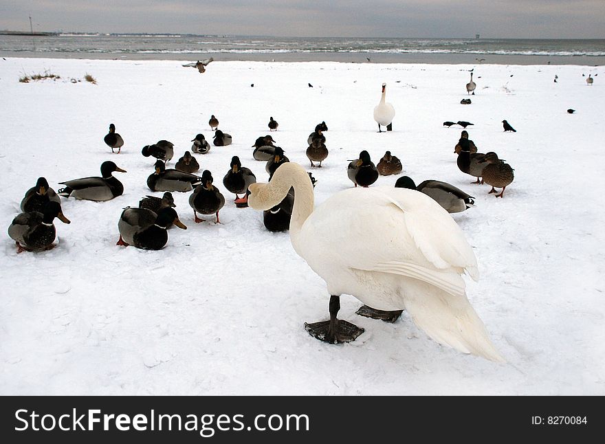 Swan and ducks on the snow. Swan and ducks on the snow