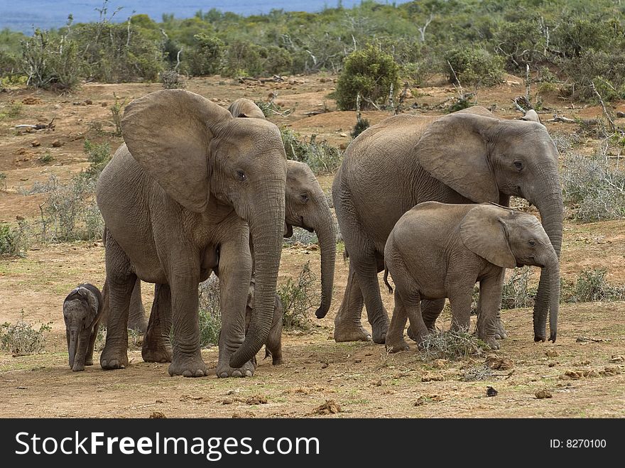 A herd of Elephant arrive for a drink at the waterhole. A herd of Elephant arrive for a drink at the waterhole