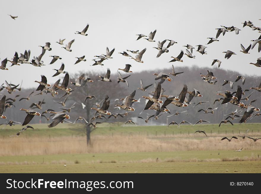 Wild Geese On The Run