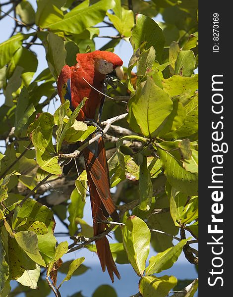 A full length Scarlet Macaw in a tree eating