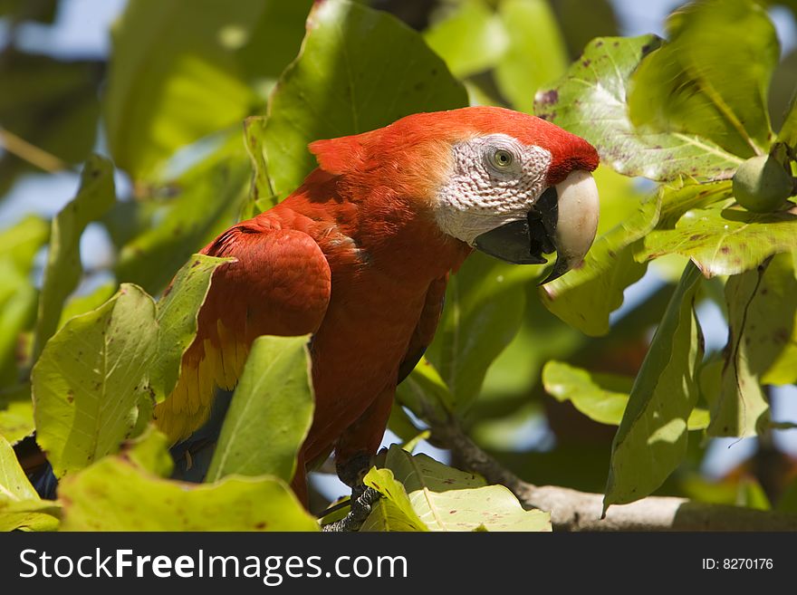 The upper body of a Scarlet Macaw in a tree. The upper body of a Scarlet Macaw in a tree