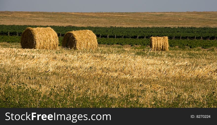 Hay bales on a field on a sunny day