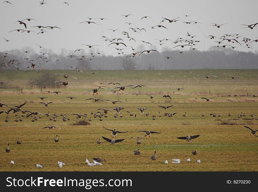 A Bunch of wild gees performe a simultanous landing. A Bunch of wild gees performe a simultanous landing.