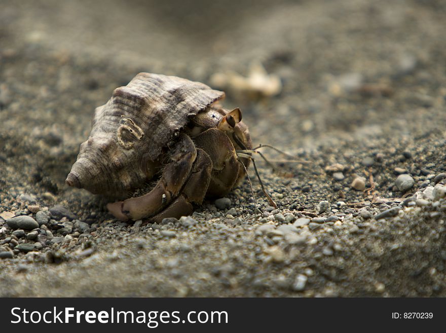 A Hermit Crab looks out of it's shell on the beach