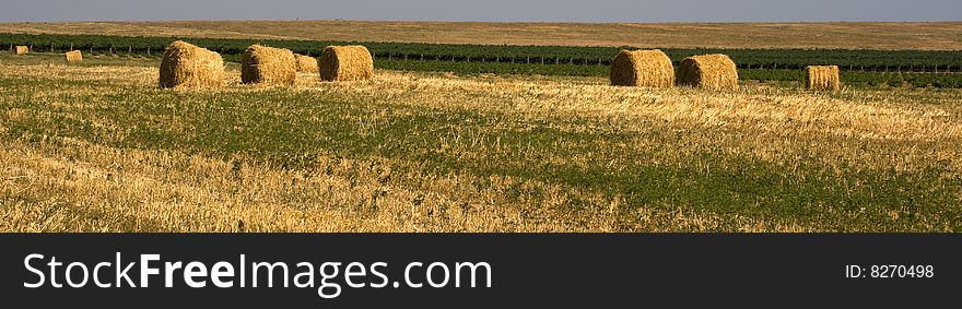 Hay bales in a field on a sunny day