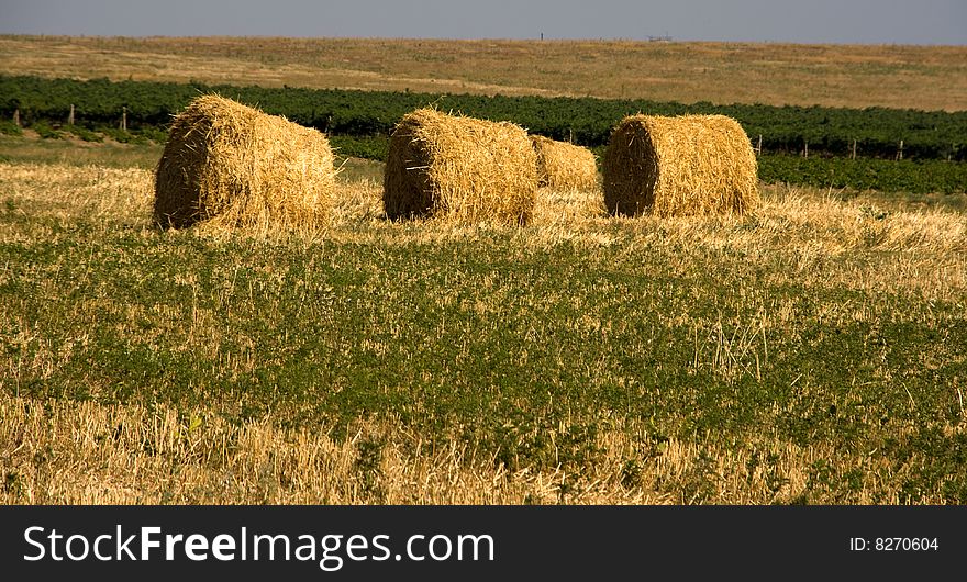 Hay bales in a field on a sunny day