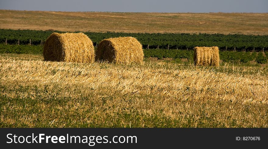 Hay bales in a field on a sunny day