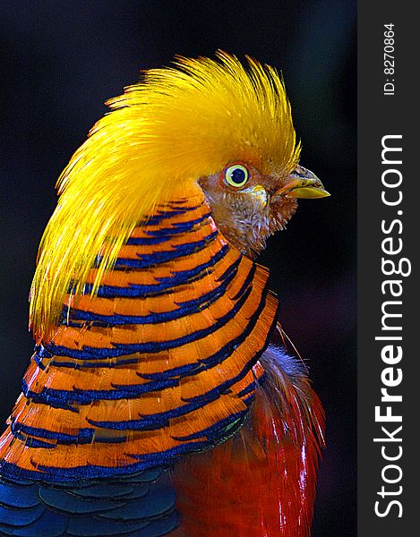 Golden pheasant display his colors