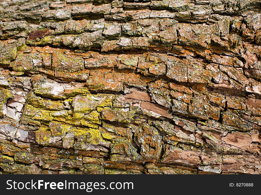 Stock photo: nature: an image of a background of bark