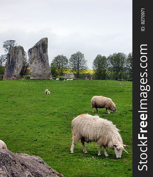 Sheeps, which graze next Avebury. Sheeps, which graze next Avebury