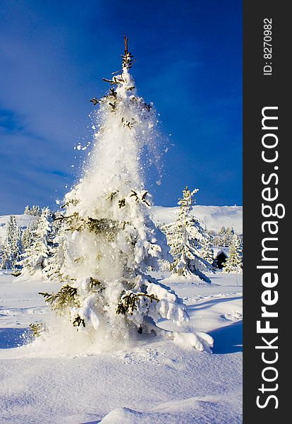 Tree with falling snow in Norway not far from the small town Ringebu.