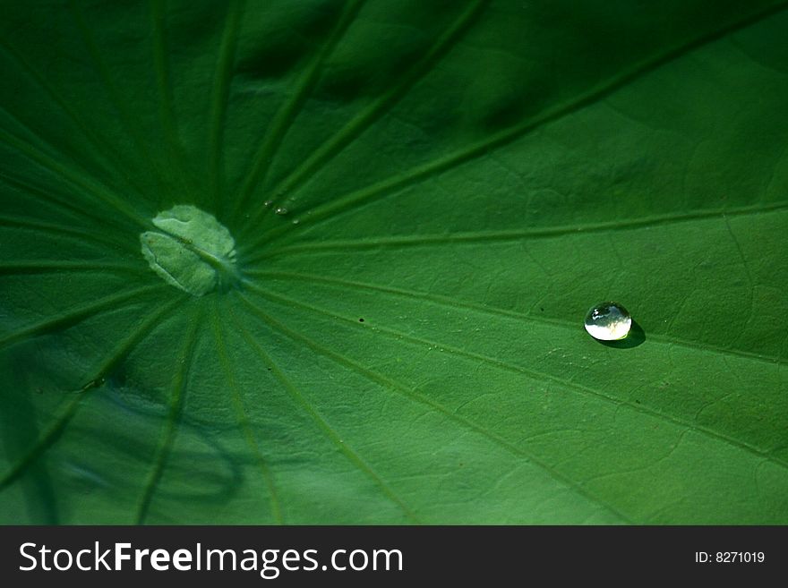 The water on the leaf lotus.