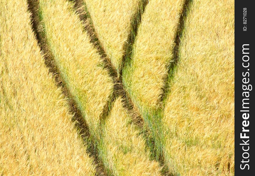 Grooves in yellow summer grain field. Grooves in yellow summer grain field
