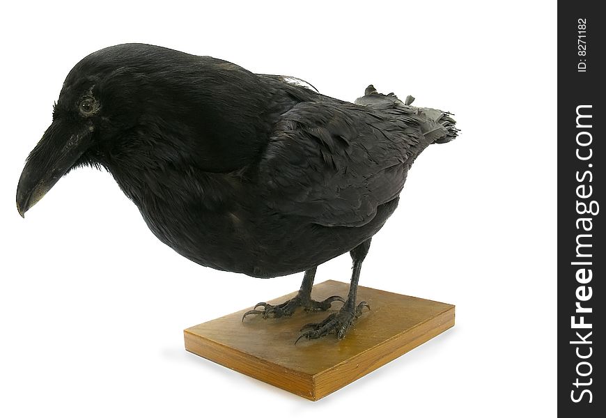 Model of a black raven isolated on white