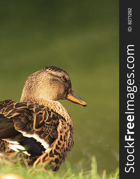 Female mallard duck on a pond lit by warm, late sunschine.