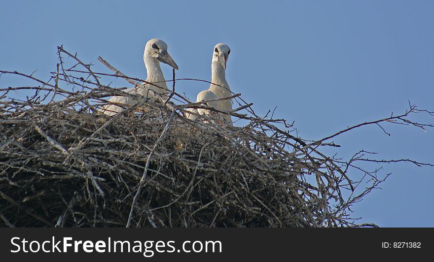 In July, in Romania is full of birds travel together stork. In July, in Romania is full of birds travel together stork