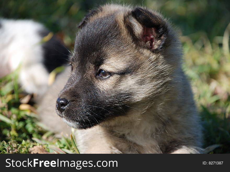 Sad puppy rests upon lawn