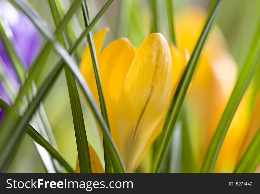 Spring flowers, yellow and violet crocus. Spring flowers, yellow and violet crocus