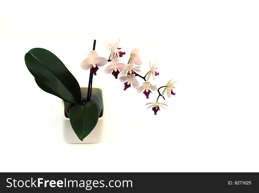 Shot of a pretty orchid on white