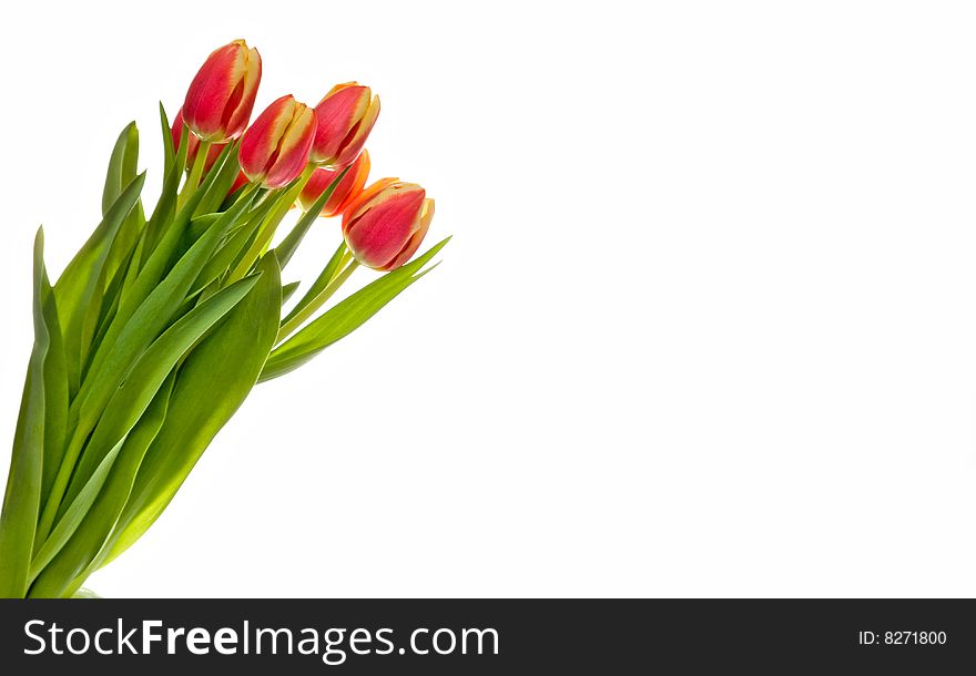 Red-yellow tulip on a white background