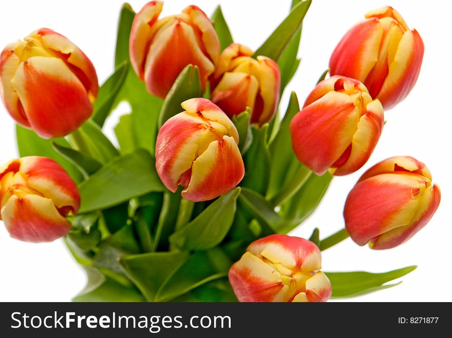 Macro red-yellow tulip on a white background, shallow DoF