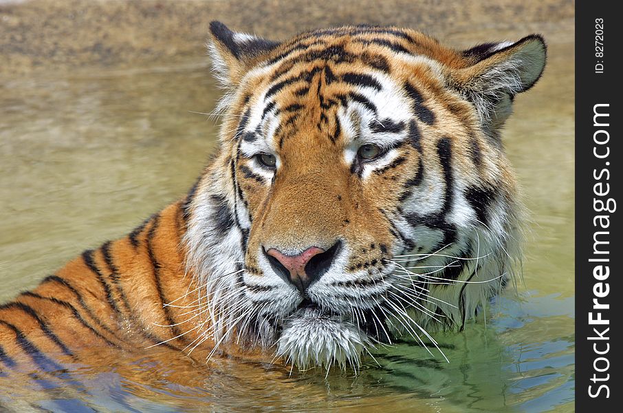 Bengal Tiger bathing in a shallow pool