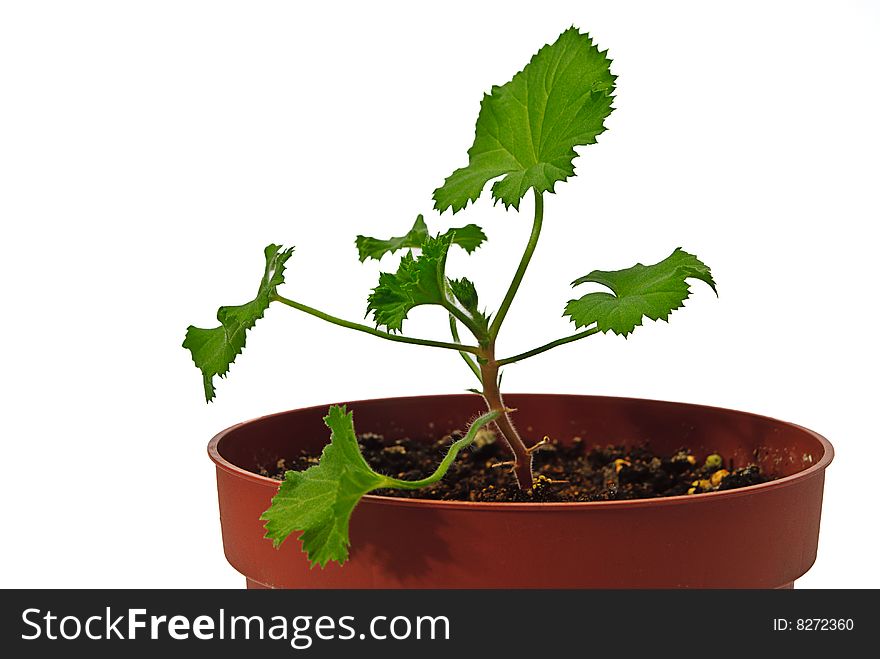 Young plant in pot isolated