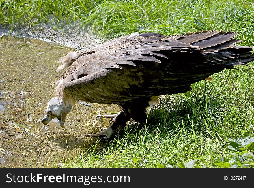 Eurasian black vulture 3