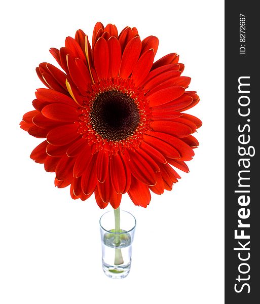 Red gerbera in glass with water, isolated on white