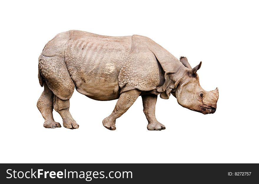 Wild rhino isolated on white. Wild rhino isolated on white