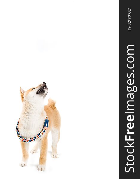 Cute Shiba Iny puppy looking up at your product. Cute Shiba Iny puppy looking up at your product