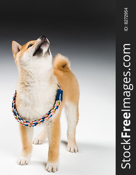 Cute Shiba Inu puppy with toy looking up at a product. Cute Shiba Inu puppy with toy looking up at a product.