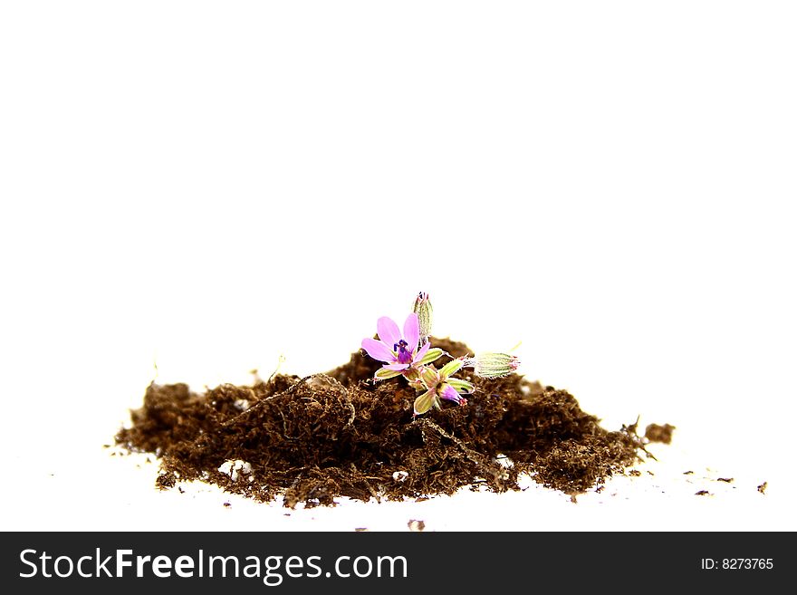 A new flower shoot in peat moss. A new flower shoot in peat moss