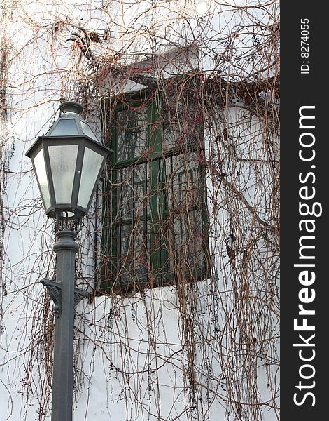 Street lamp frames the image of vine growing over a window. Street lamp frames the image of vine growing over a window.